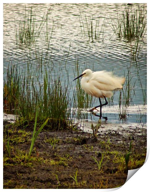 Little Egret rushing by Print by David McCulloch