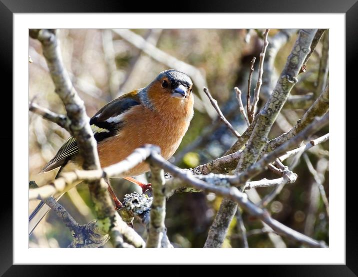 Cheeky Chaffinch Framed Mounted Print by Ellie Rose