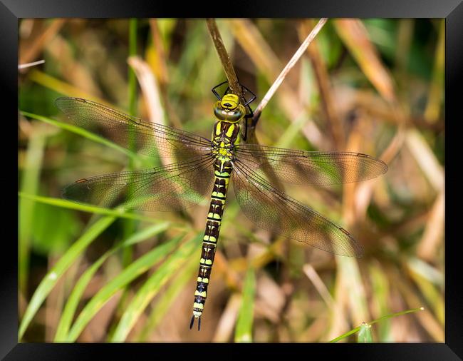 Southern Hawker Dragonfly Framed Print by Colin Allen