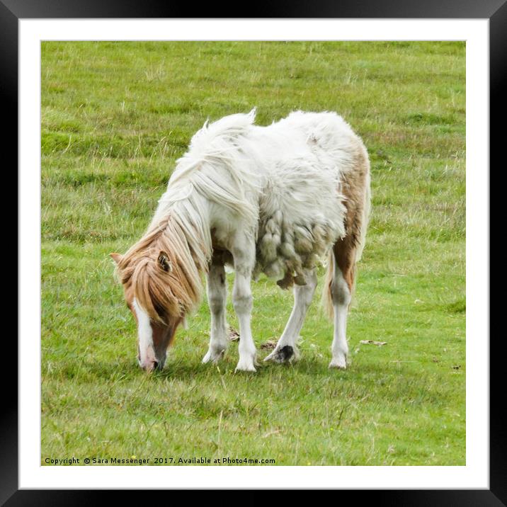 Shaggy pony  Framed Mounted Print by Sara Messenger