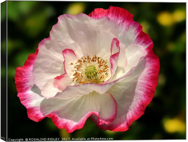 "Pink and White Poppy" Canvas Print by ROS RIDLEY