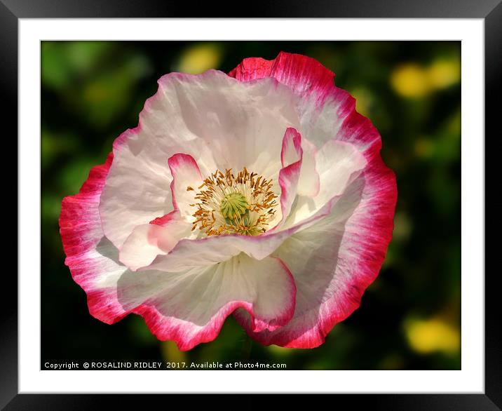 "Pink and White Poppy" Framed Mounted Print by ROS RIDLEY