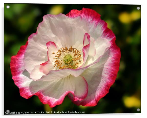 "Pink and White Poppy" Acrylic by ROS RIDLEY