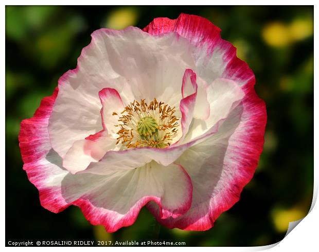 "Pink and White Poppy" Print by ROS RIDLEY