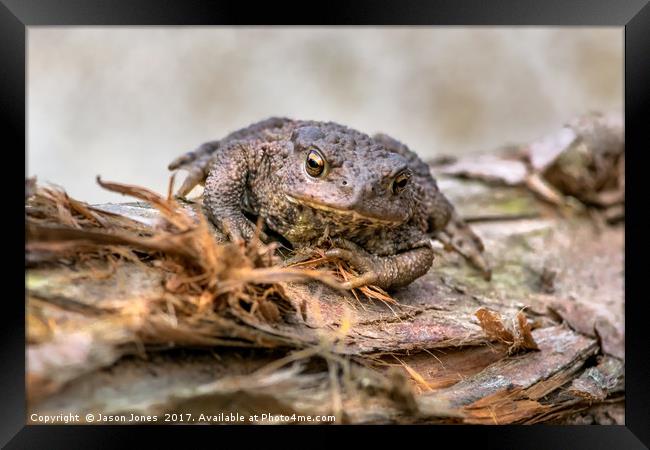 Amphibian, Common British Toad / Frog Framed Print by Jason Jones