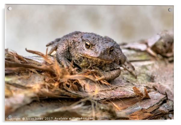 Amphibian, Common British Toad / Frog Acrylic by Jason Jones