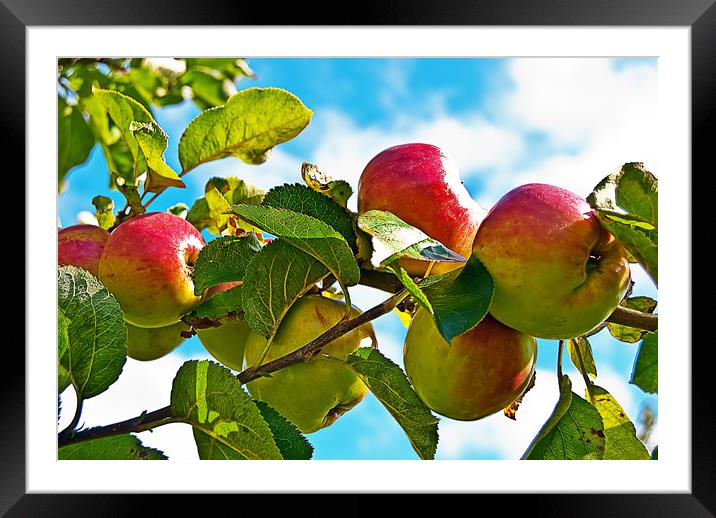 Racky Down - Old English Apple Framed Mounted Print by Bob Walker