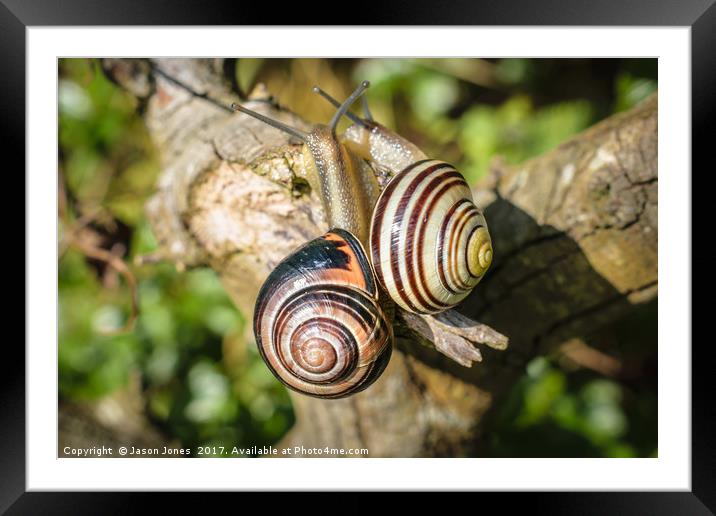 Two Grove Small Striped Snail / Snails Framed Mounted Print by Jason Jones