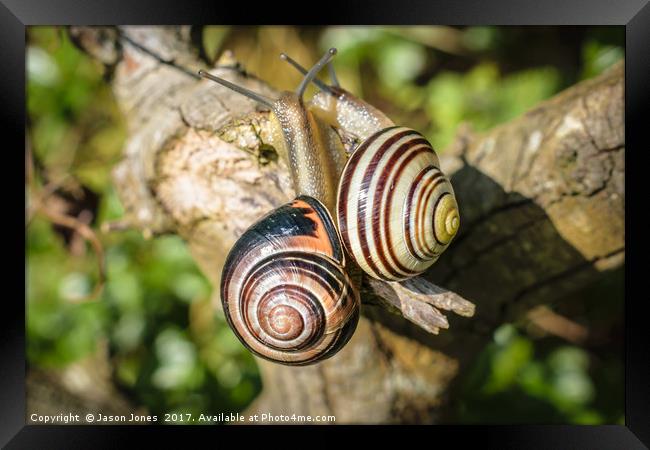 Two Grove Small Striped Snail / Snails Framed Print by Jason Jones