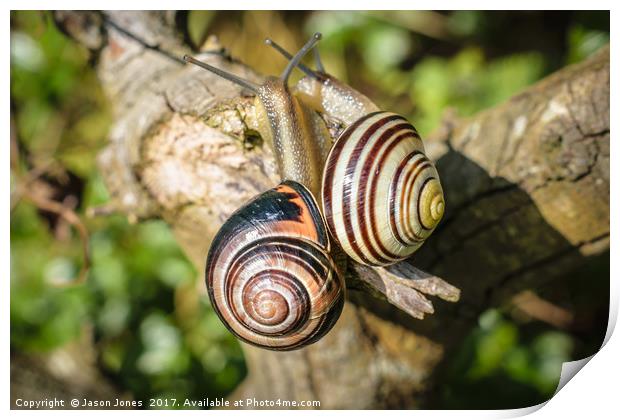 Two Grove Small Striped Snail / Snails Print by Jason Jones