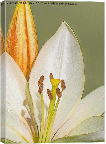 White Lily and Bud (Digital Art) Canvas Print by John Wain