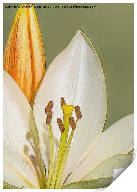 White Lily and Bud (Digital Art) Print by John Wain