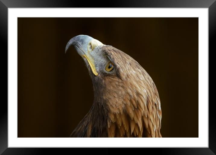 Tawny Eagle Framed Mounted Print by John Iddles