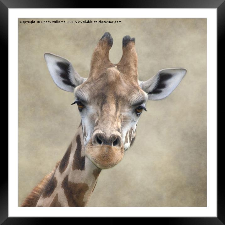 Giraffe Portrait Framed Mounted Print by Linsey Williams