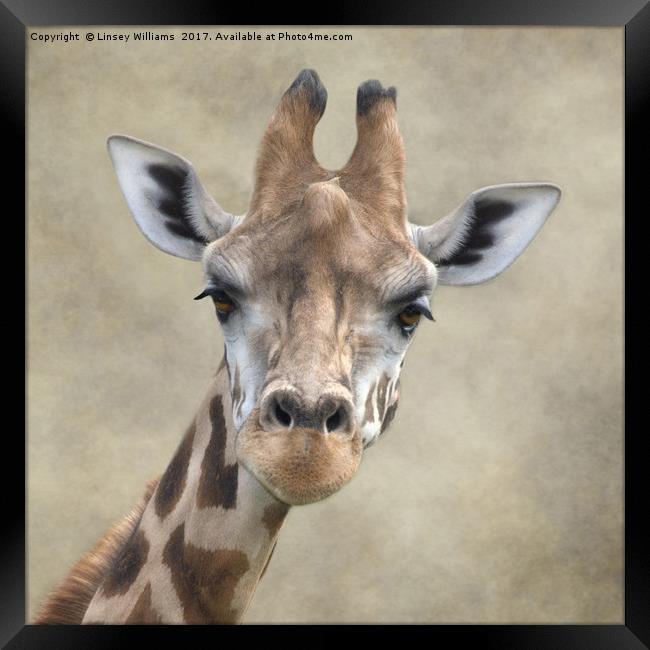 Giraffe Portrait Framed Print by Linsey Williams