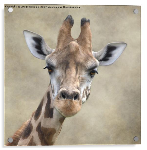 Giraffe Portrait Acrylic by Linsey Williams