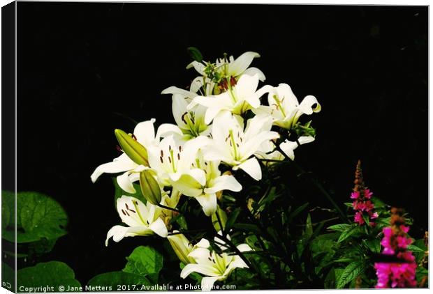 White Lillies Canvas Print by Jane Metters