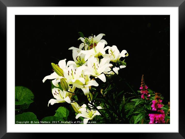 White Lillies Framed Mounted Print by Jane Metters