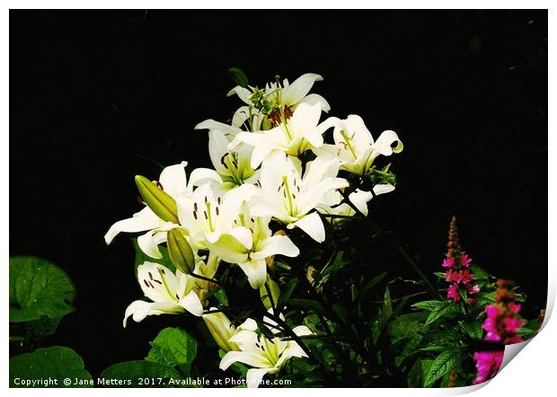 White Lillies Print by Jane Metters