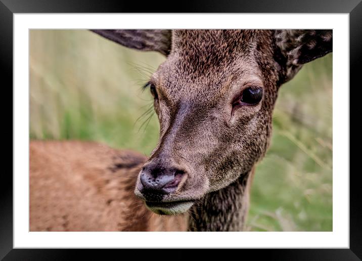 Gaze Of A Young Hart Framed Mounted Print by Jennifer Higgs