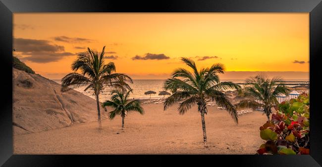 Palm Trees in the Sun Framed Print by Naylor's Photography