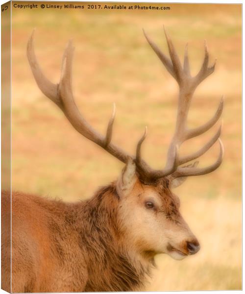Red Deer Stag Canvas Print by Linsey Williams