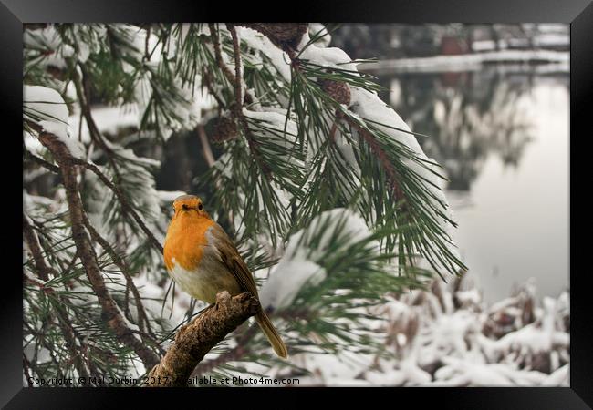 Winter Robin Framed Print by Mal Durbin