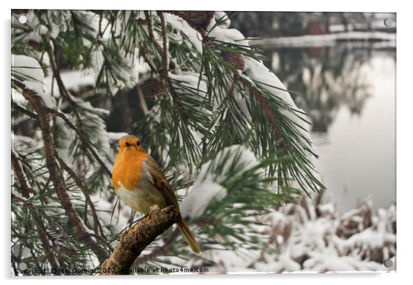 Winter Robin Acrylic by Mal Durbin
