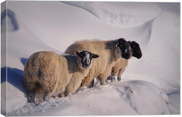 sheep in the snow Canvas Print by Robert Fielding