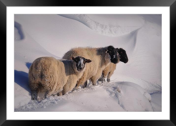 sheep in the snow Framed Mounted Print by Robert Fielding