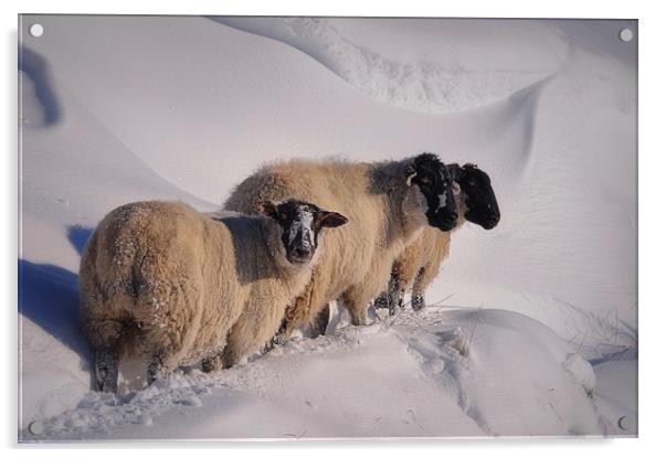sheep in the snow Acrylic by Robert Fielding