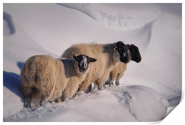 sheep in the snow Print by Robert Fielding