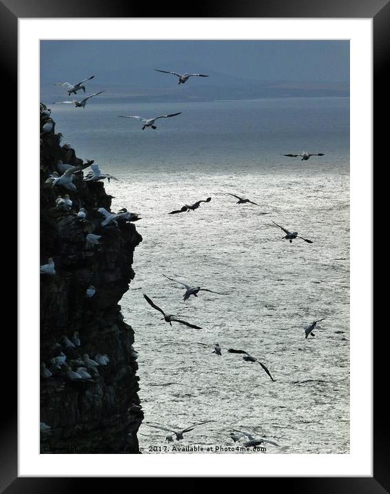 Gannets at Troup Head Framed Mounted Print by Jennifer Henderson