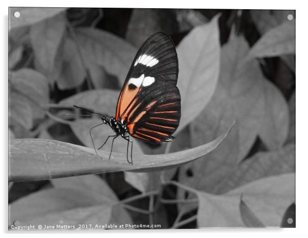           Doris Butterfly                      Acrylic by Jane Metters