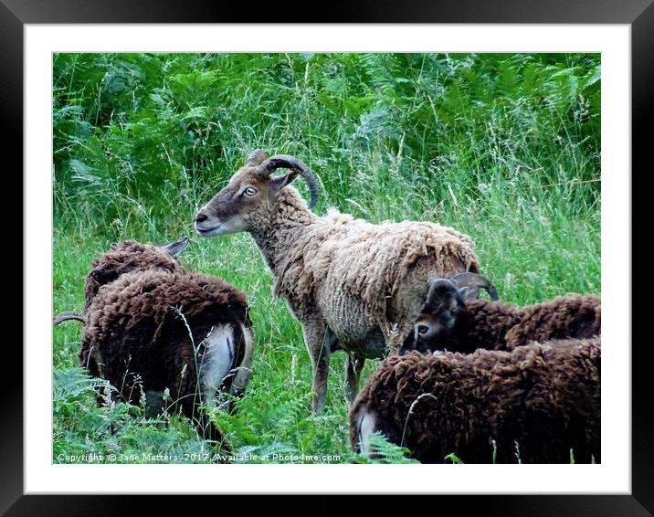 Soay Sheep Framed Mounted Print by Jane Metters