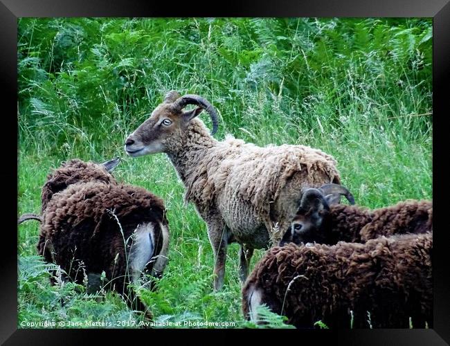 Soay Sheep Framed Print by Jane Metters