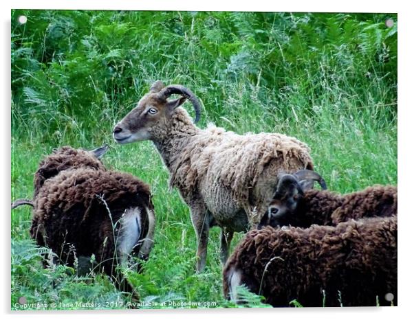 Soay Sheep Acrylic by Jane Metters