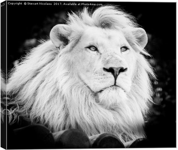 Majestic White Lion Canvas Print by Stewart Nicolaou