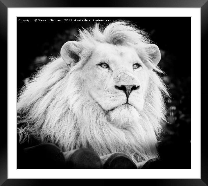 Majestic White Lion Framed Mounted Print by Stewart Nicolaou
