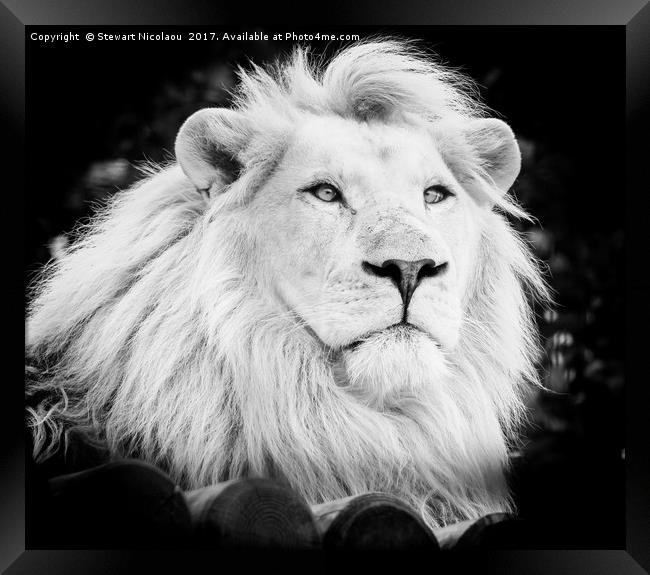 Majestic White Lion Framed Print by Stewart Nicolaou