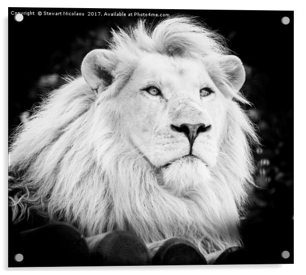 Majestic White Lion Acrylic by Stewart Nicolaou