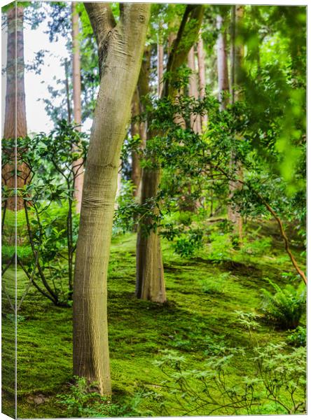 New Trunks in Green Forest Canvas Print by Darryl Brooks