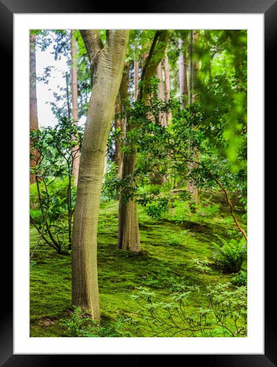 New Trunks in Green Forest Framed Mounted Print by Darryl Brooks