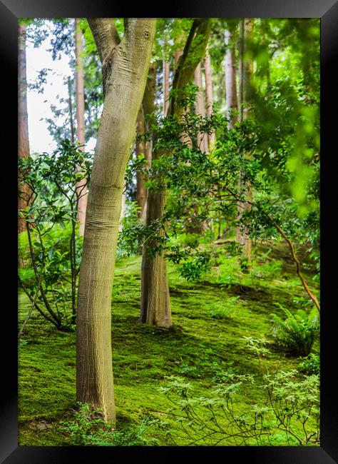 New Trunks in Green Forest Framed Print by Darryl Brooks