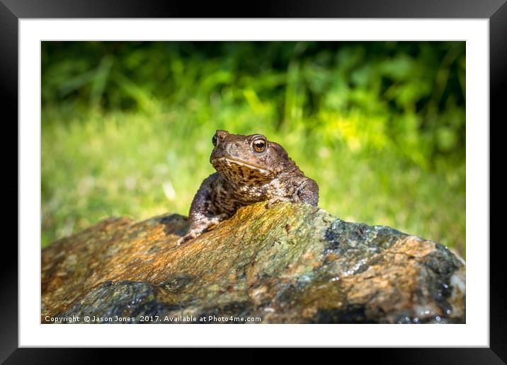 Amphibian, Common British Toad / Frog Framed Mounted Print by Jason Jones