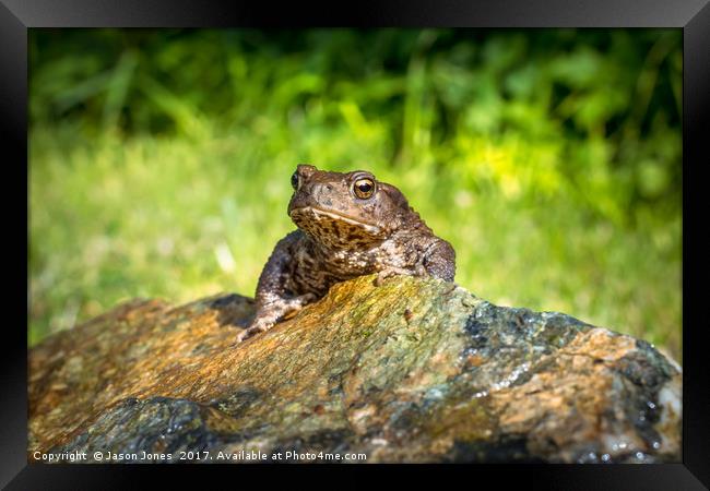 Amphibian, Common British Toad / Frog Framed Print by Jason Jones