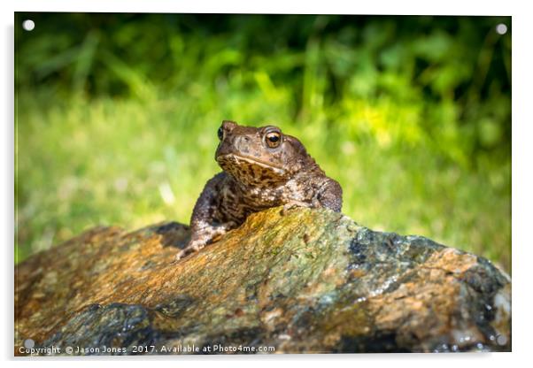 Amphibian, Common British Toad / Frog Acrylic by Jason Jones