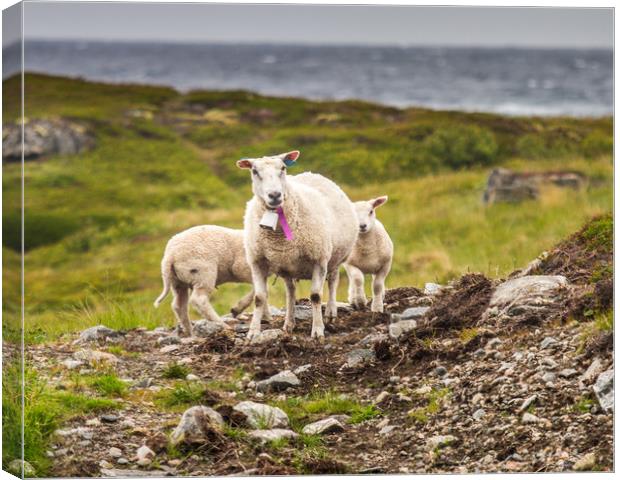 Lamb Canvas Print by Hamperium Photography