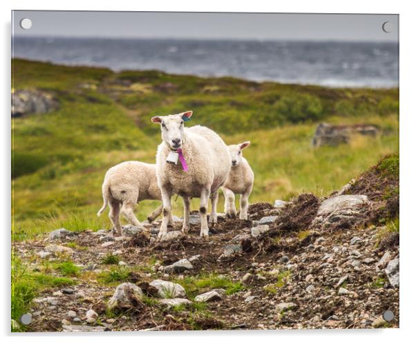Lamb Acrylic by Hamperium Photography