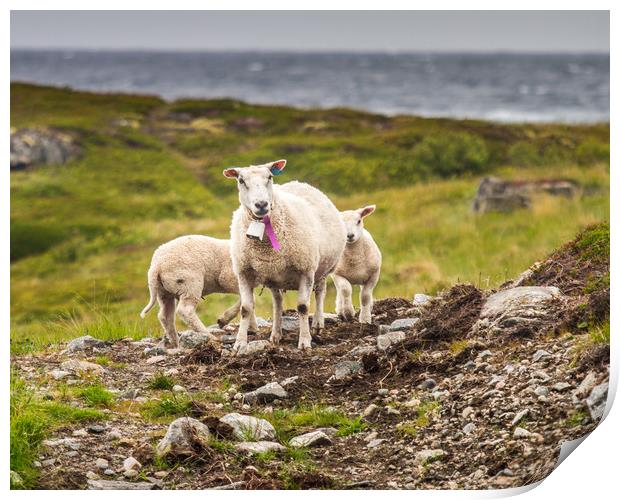 Lamb Print by Hamperium Photography